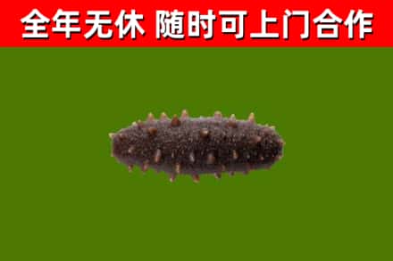 漳浦县烟酒回收干海参.jpg